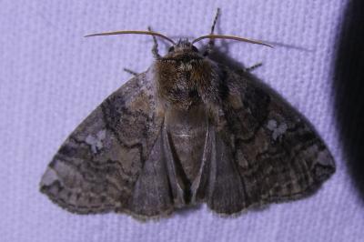 <i>Tethea or</i>