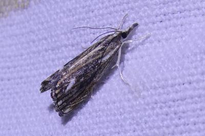 <i>Catoptria verellus</i>