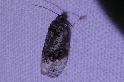 <i>Apotomis betuletana</i>
