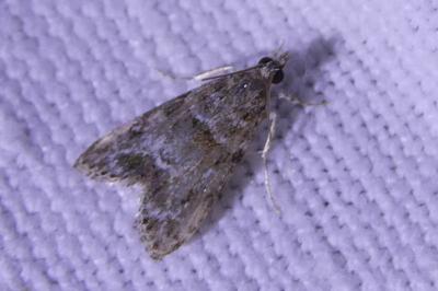 <i>Eudonia mercurella</i>