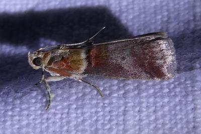 <i>Acrobasis tumidana</i>