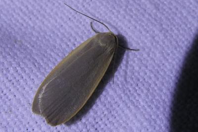 <i>Collita griseola</i>