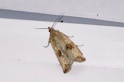 <i>Celypha striana</i>