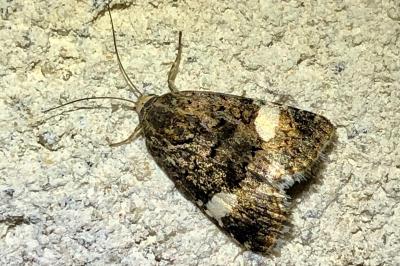 <i>Tyta luctuosa</i>