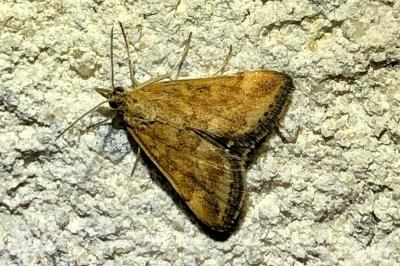 <i>Pyrausta despicata</i>