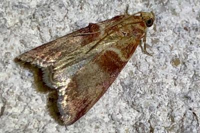 <i>Acrobasis tumidana</i>