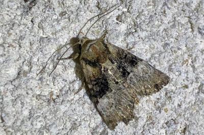 <i>Mesoligia furuncula</i>