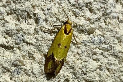 <i>Agapeta zoegana</i>