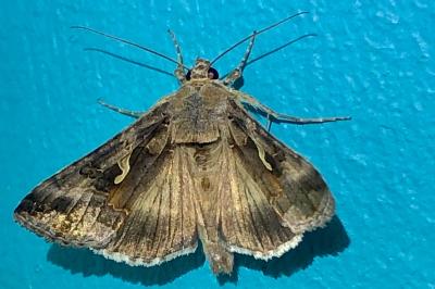 <i>Autographa gamma</i>