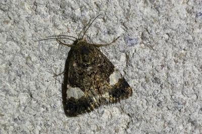 <i>Tyta luctuosa</i>
