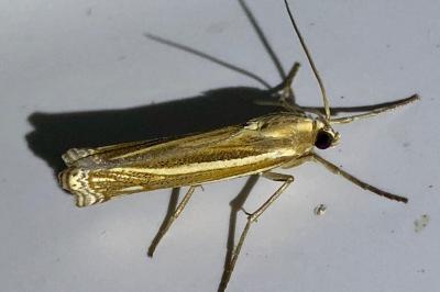 <i>Ancylolomia tentaculella</i>