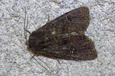 <i>Apamea</i>