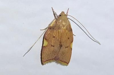 <i>Carcina quercana</i>