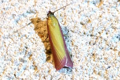 <i>Oncocera semirubella</i>