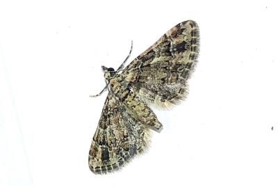 <i>Gymnoscelis rufifasciata</i>