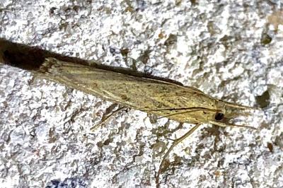 <i>Agriphila inquinatella</i>
