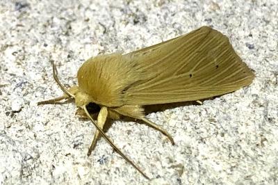 <i>Mythimna pallens</i>