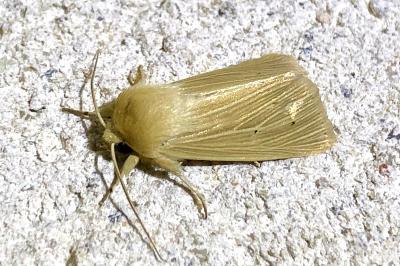 <i>Mythimna pallens</i>