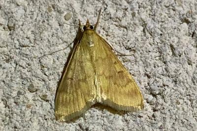 <i>Ostrinia nubilalis</i>