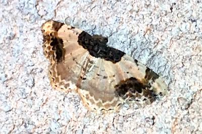 <i>Ligdia adustata</i>