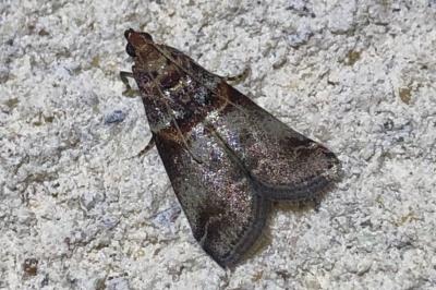<i>Acrobasis</i>