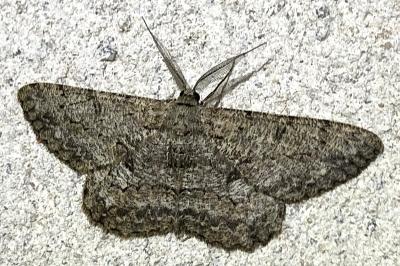 <i>Hypomecis punctinalis</i>