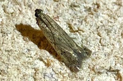 <i>Phycitodes</i>