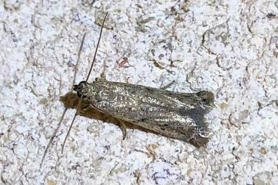 <i>Phycitodes</i>