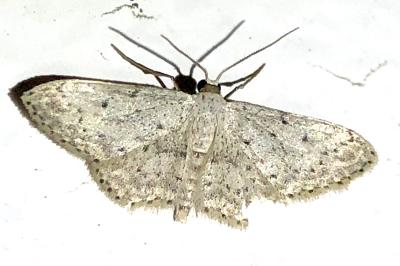 <i>Idaea seriata</i>