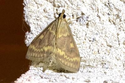 <i>Ostrinia nubilalis</i>