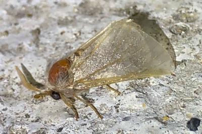 <i>Thaumetopoea pityocampa</i>
