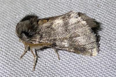 <i>Thaumetopoea processionea</i>