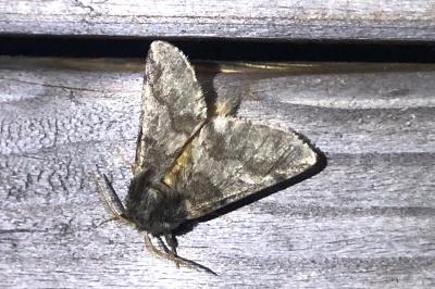 <i>Thaumetopoea processionea</i>