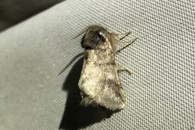 <i>Thaumetopoea processionea</i>