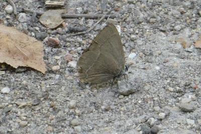 <i>Quercusia quercus</i>
