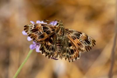 <i>Carcharodus alceae</i>