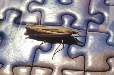<i>Ancylolomia tentaculella</i>