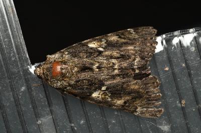 <i>Catocala sponsa</i>