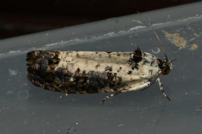 <i>Hedya salicella</i>
