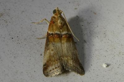 <i>Acrobasis tumidana</i>
