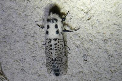 <i>Zeuzera pyrina</i>