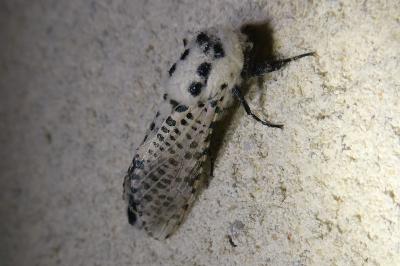 <i>Zeuzera pyrina</i>