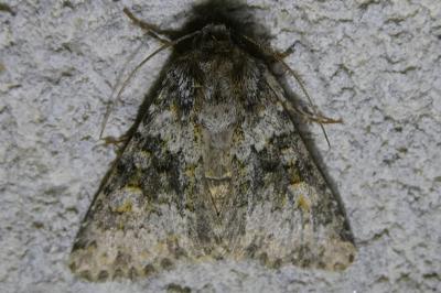 <i>Hecatera dysodea</i>