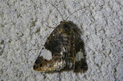 <i>Tyta luctuosa</i>