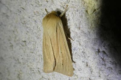 <i>Mythimna pallens</i>
