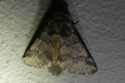 <i>Thaumetopoea processionea</i>