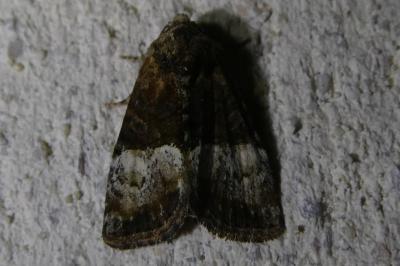 <i>Mesoligia furuncula</i>