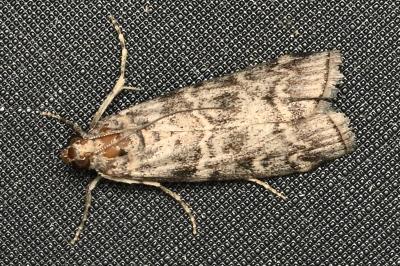 <i>Dioryctria</i>