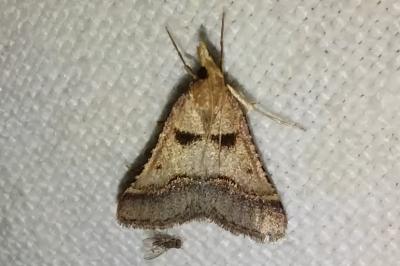 <i>Stemmatophora brunnealis</i>