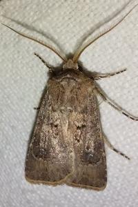 <i>Agrotis bigramma</i>